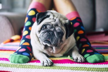 Come rinfrescare il cane