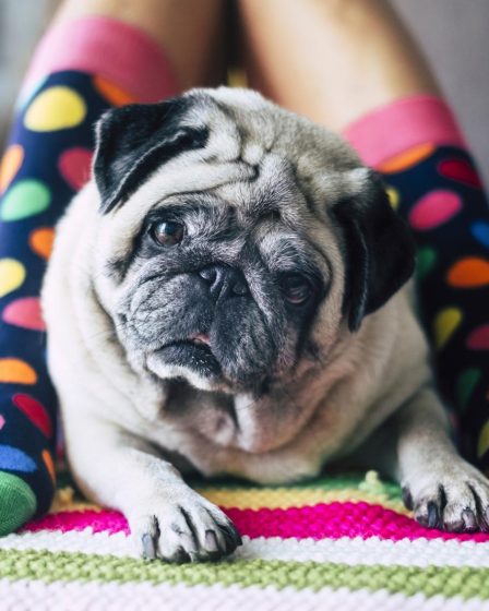 Come rinfrescare il cane