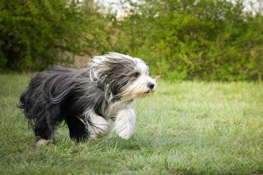 Come riscaldare la cuccia del cane
