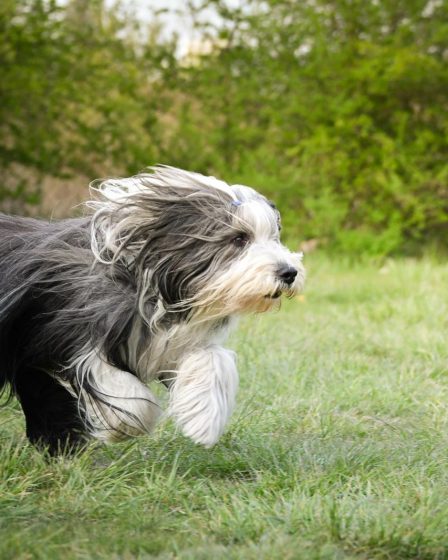 Come riscaldare la cuccia del cane