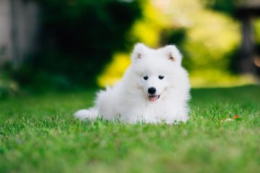 Come sbiancare il pelo del cane in modo naturale