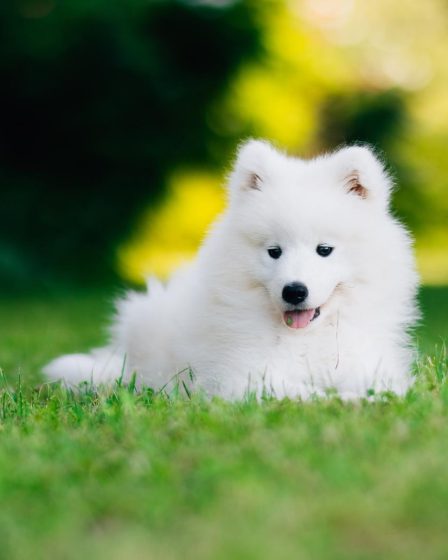 Come sbiancare il pelo del cane in modo naturale