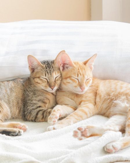 Come sbloccare intestino gatto