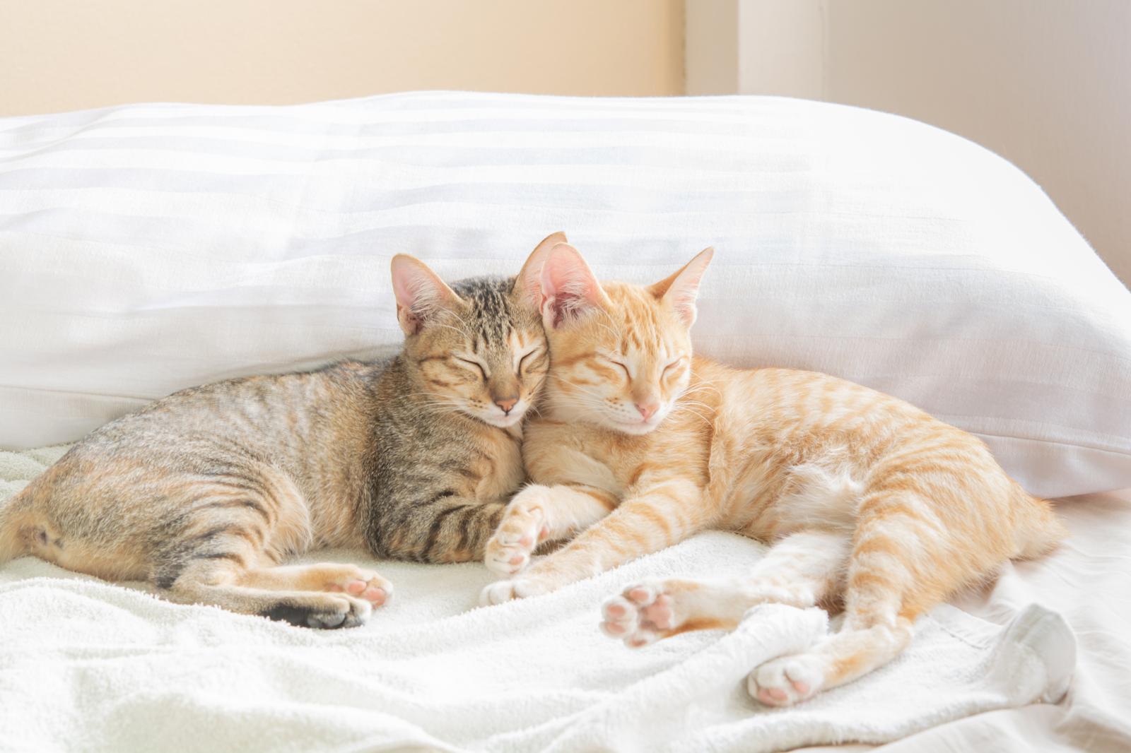Come sbloccare intestino gatto
