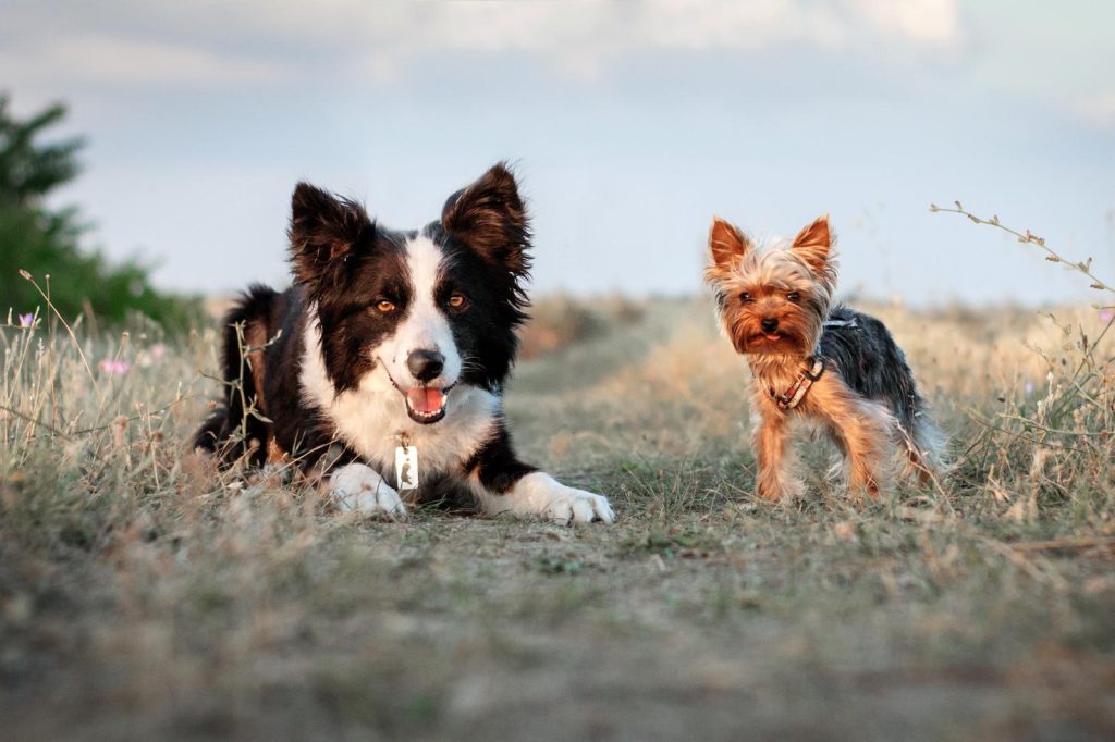 Come scegliere un cane