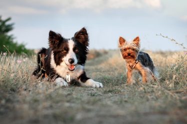 Come scegliere un cane