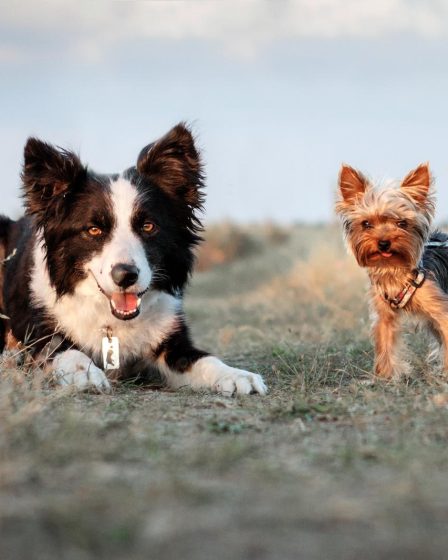 Come scegliere un cane