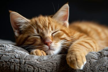 Come sgridare un gatto