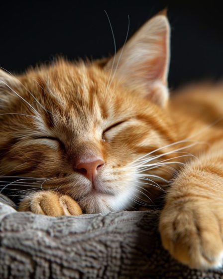 Come sgridare un gatto