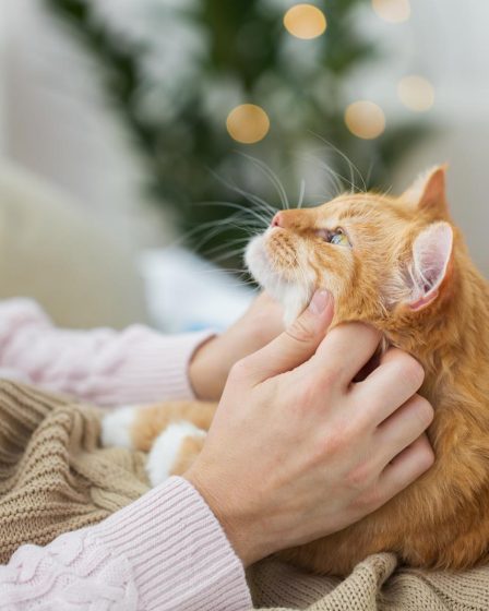 Come si calcola l'età dei gatti