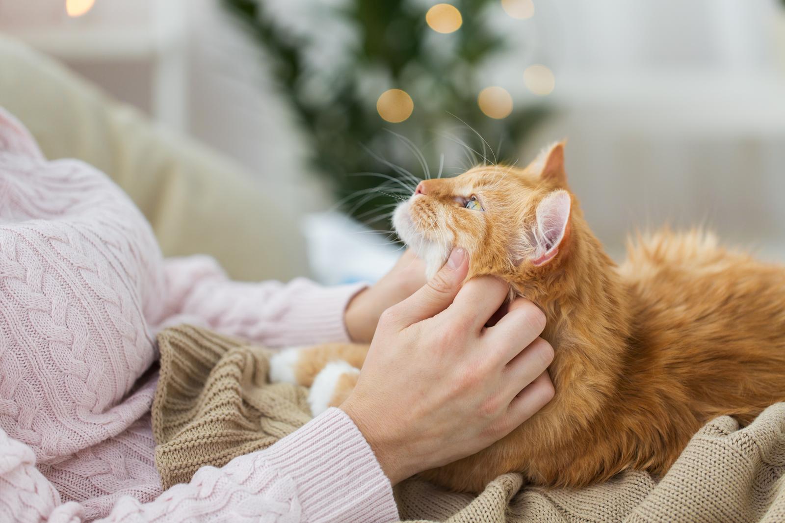 Come si calcola l'età dei gatti