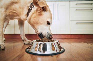 Come si calcola l'età di un cane