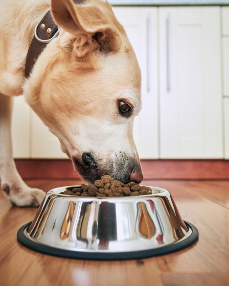 Come si calcola l'età di un cane