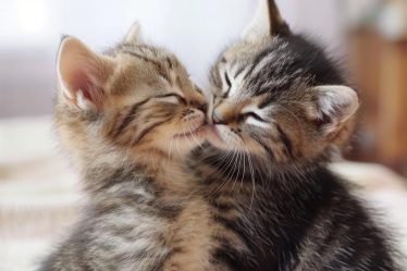 Come si castra un gatto