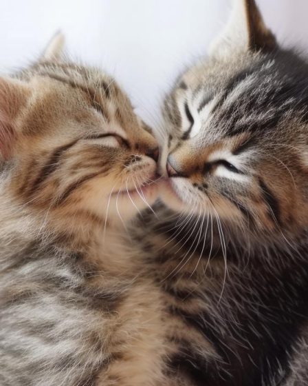 Come si castra un gatto