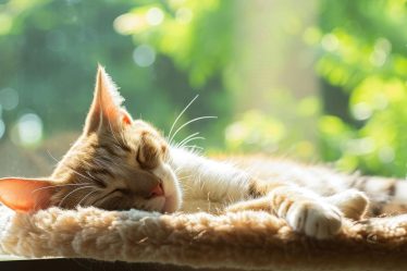 Come si chiamano i baffi del gatto