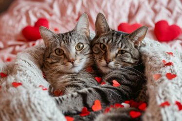 Come si sterilizza un gatto