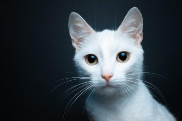 Come sono le pulci dei gatti