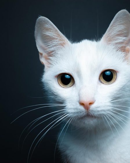 Come sono le pulci dei gatti