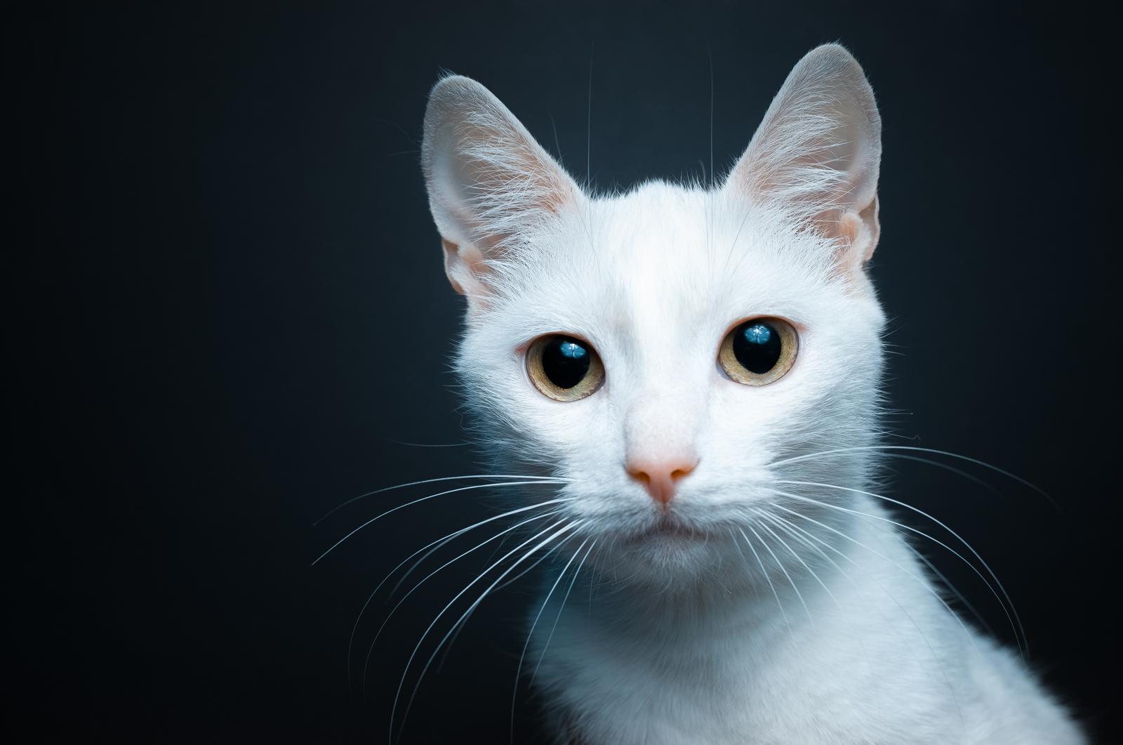 Come sono le pulci dei gatti