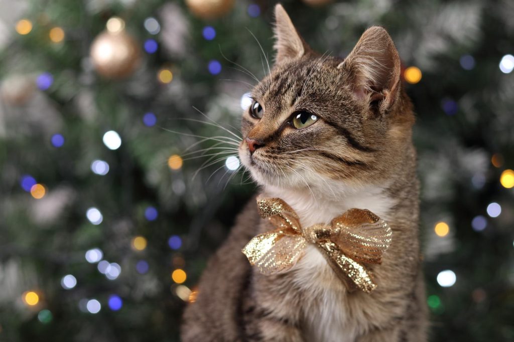 Come spazzolare il gatto