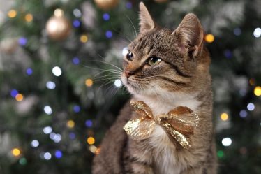 Come spazzolare il gatto