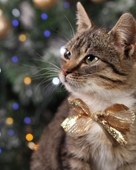 Come spazzolare il gatto