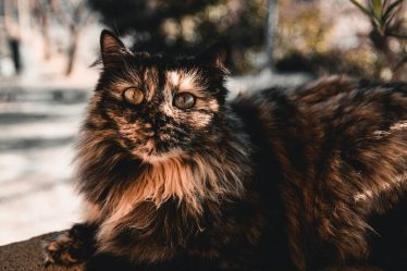 Come stimolare il gatto a fare la cacca