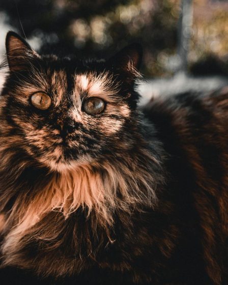 Come stimolare il gatto a fare la cacca