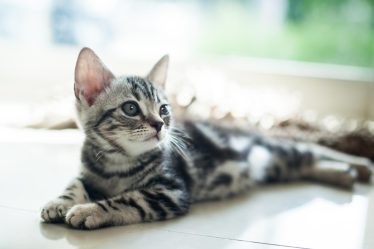 Come sverminare un gatto