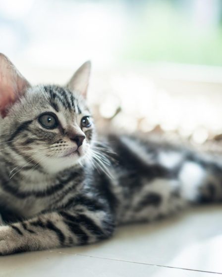 Come sverminare un gatto