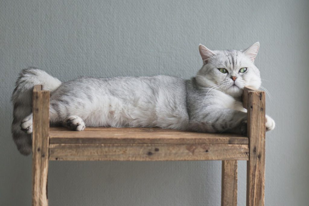 Come svezzare un gatto