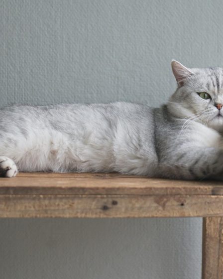 Come svezzare un gatto