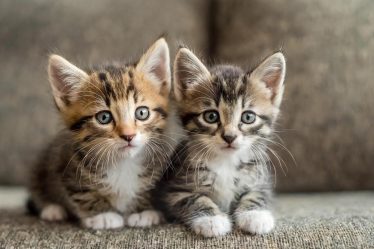 Come tagliare le unghie ad un gatto aggressivo