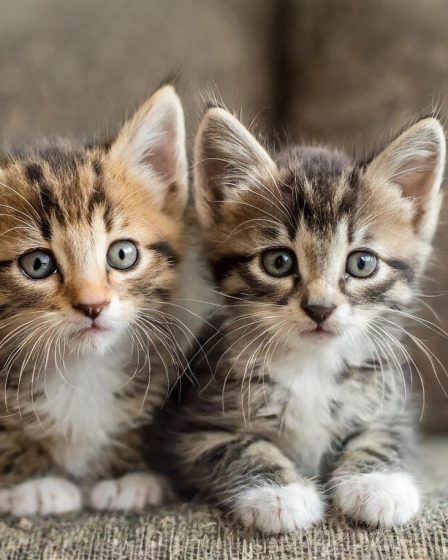 Come tagliare le unghie ad un gatto aggressivo
