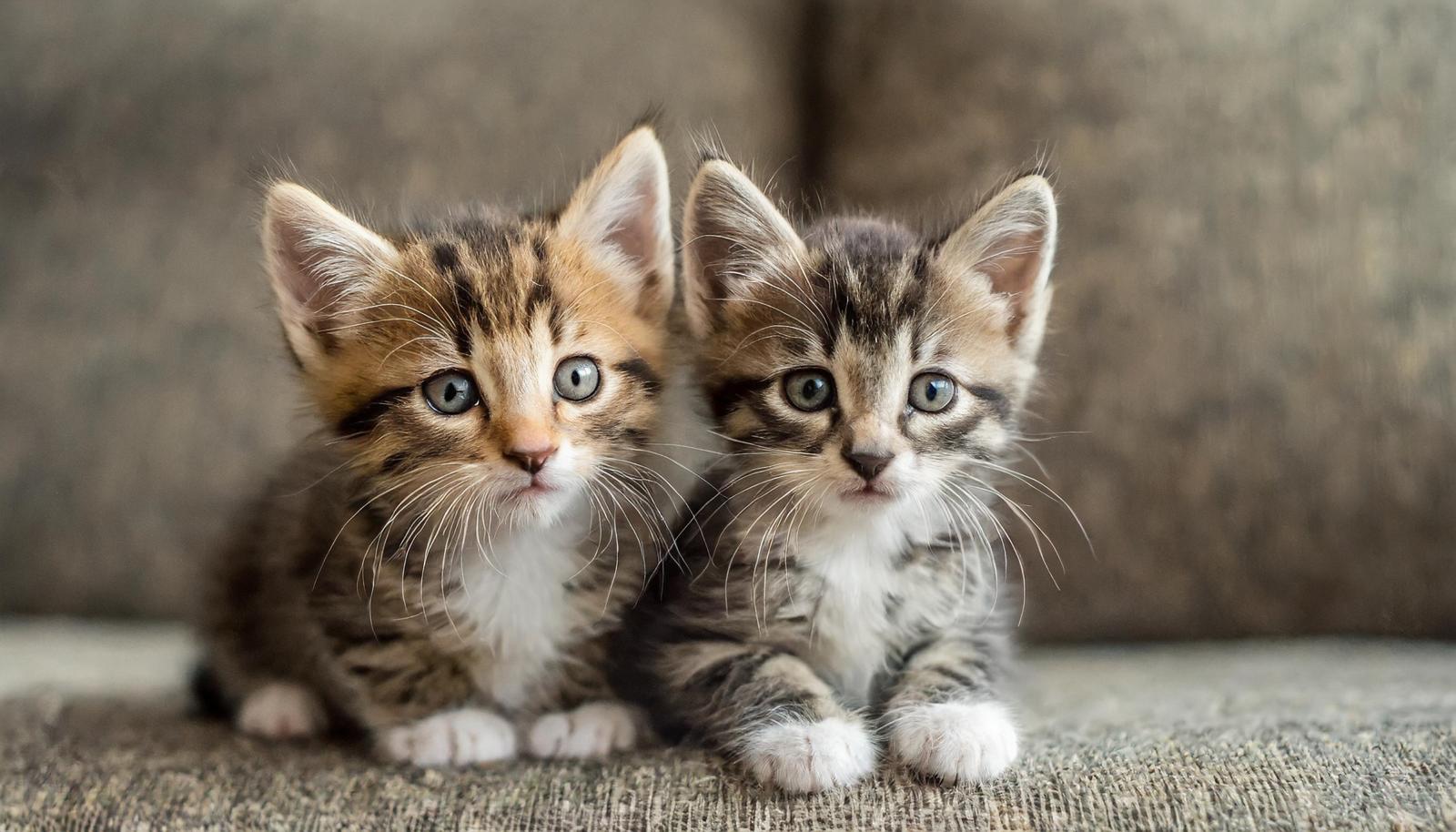 Come tagliare le unghie ad un gatto aggressivo