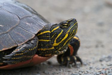 Come tenere una tartaruga di terra in casa