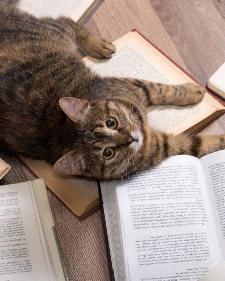 Come togliere i peli del gatto dai vestiti