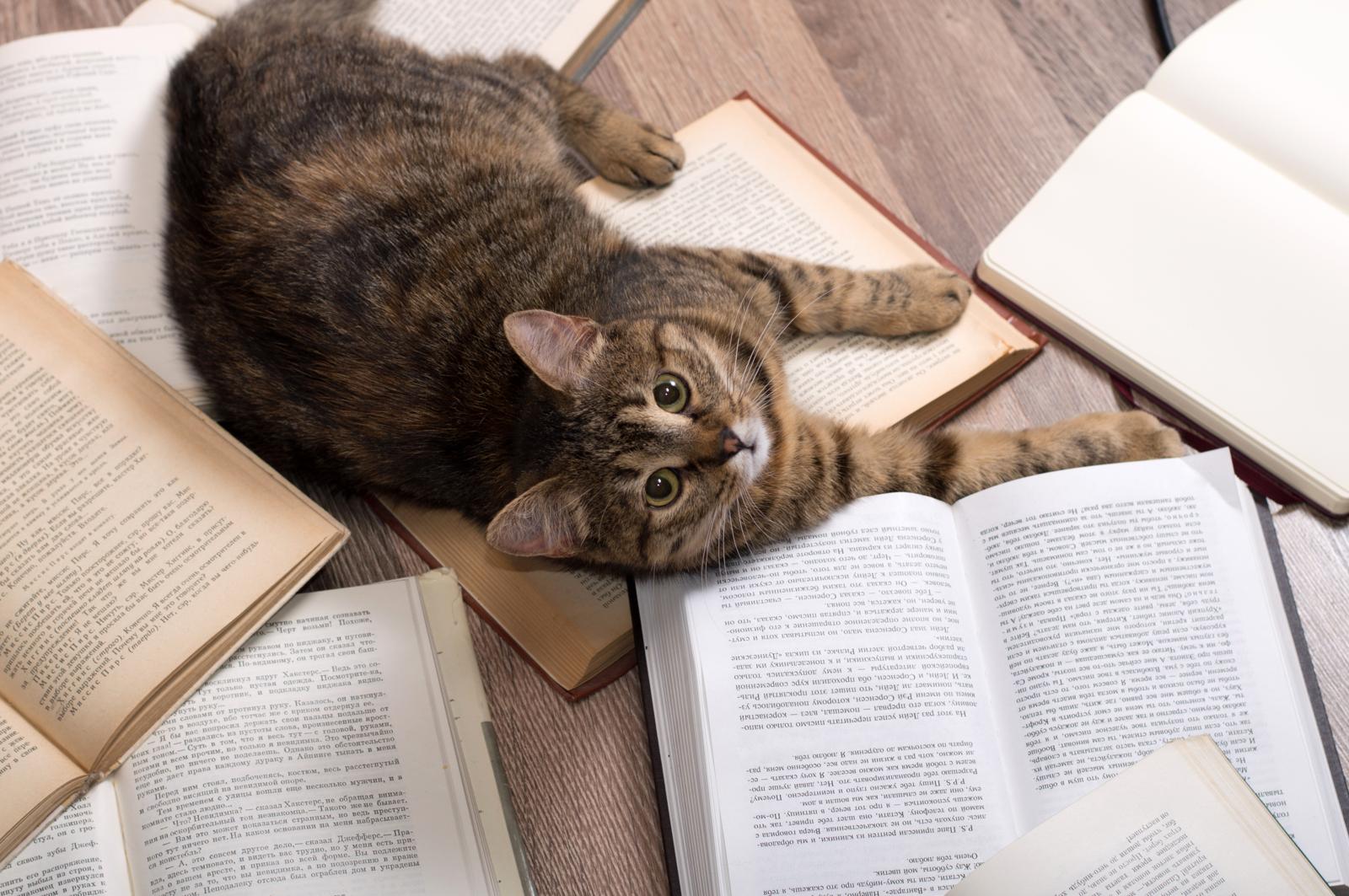 Come togliere i peli del gatto dai vestiti
