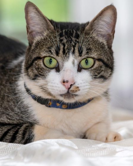 Come togliere i peli del gatto in lavatrice