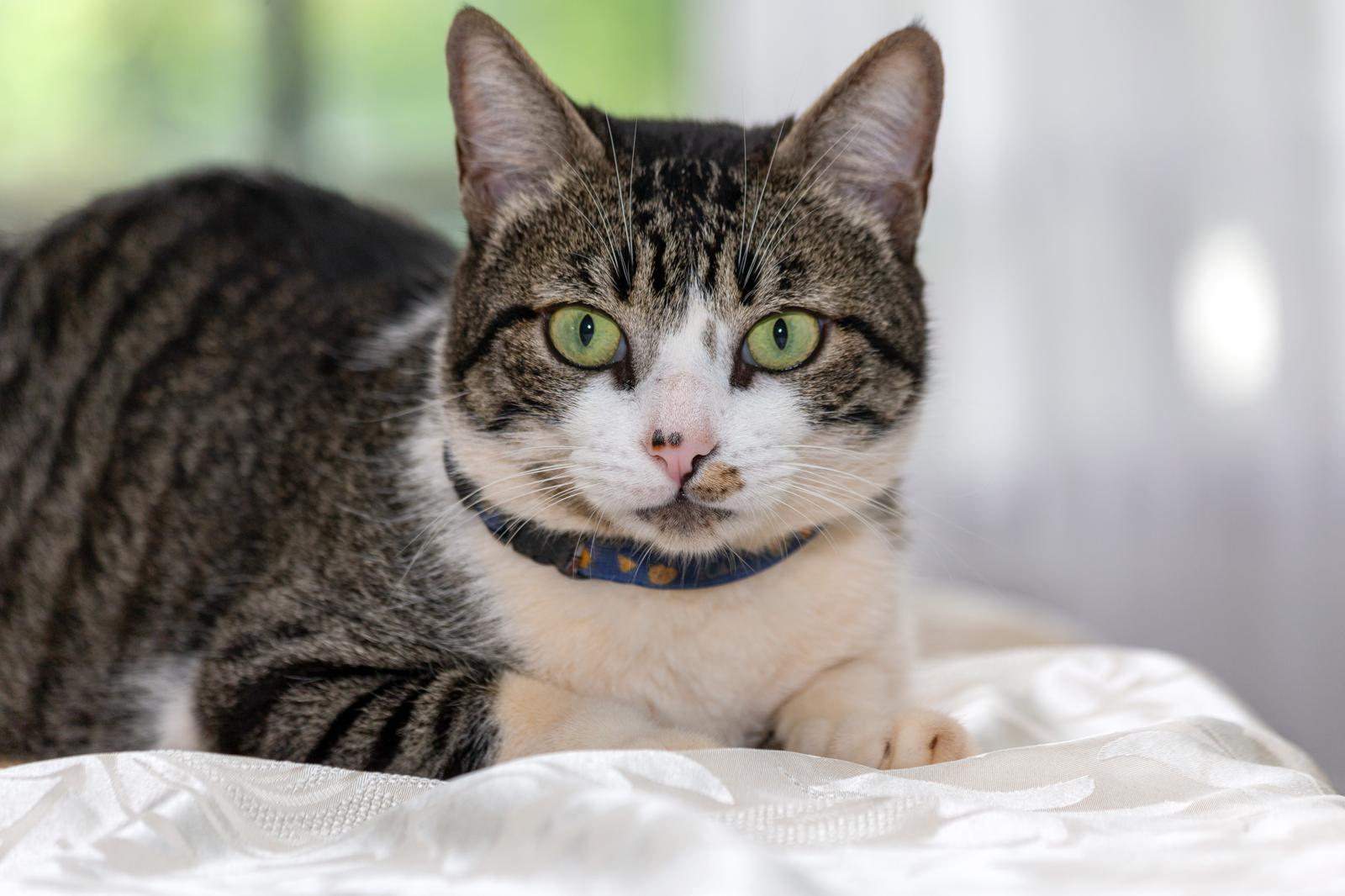 Come togliere i peli del gatto in lavatrice
