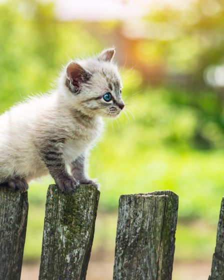 Come togliere la puzza di pipì di gatto dal muro