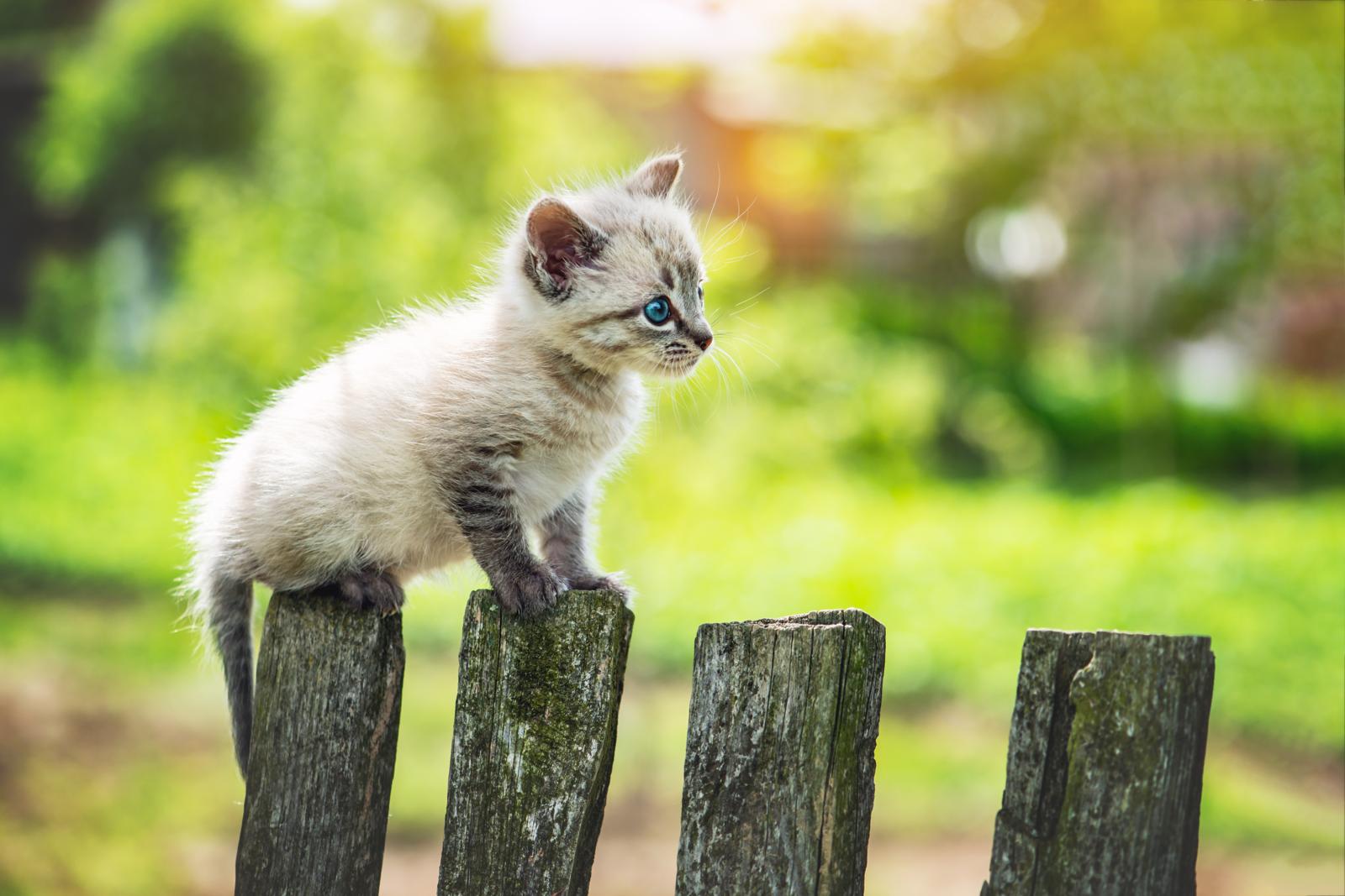 Come togliere la puzza di pipì di gatto dal muro