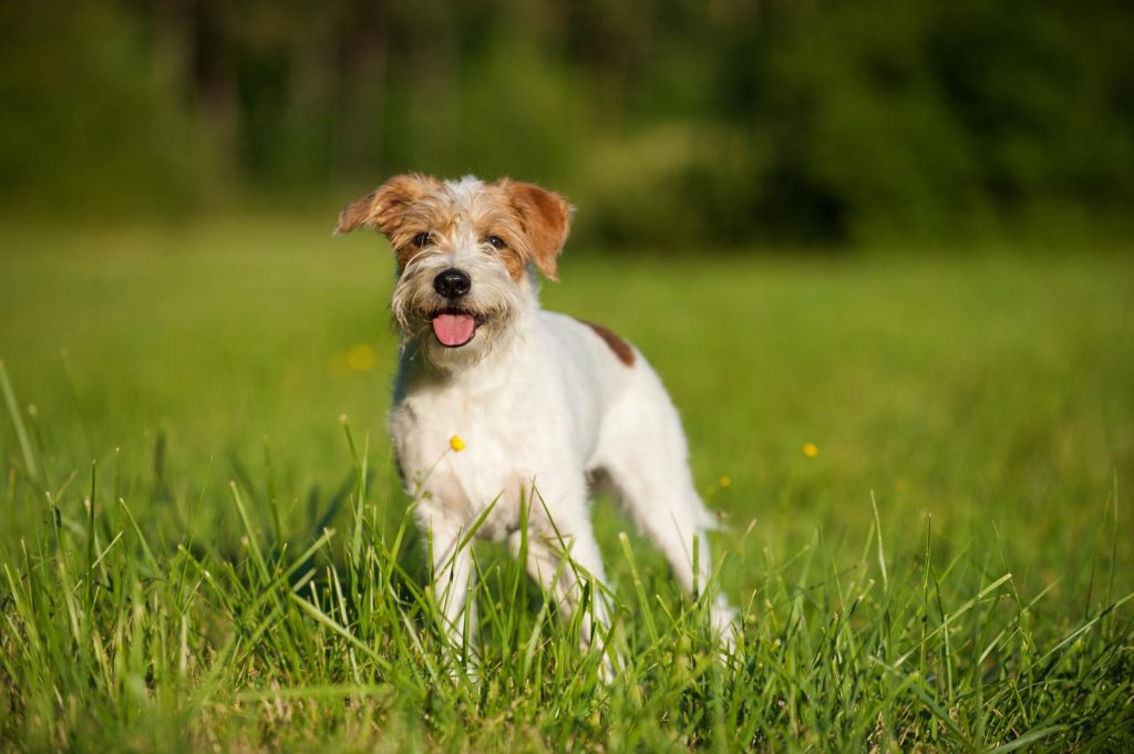 Come togliere la resina dal pelo del cane