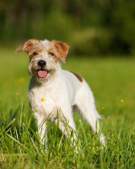 Come togliere la resina dal pelo del cane