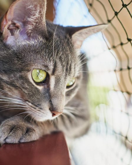 Come togliere le pulci al gatto
