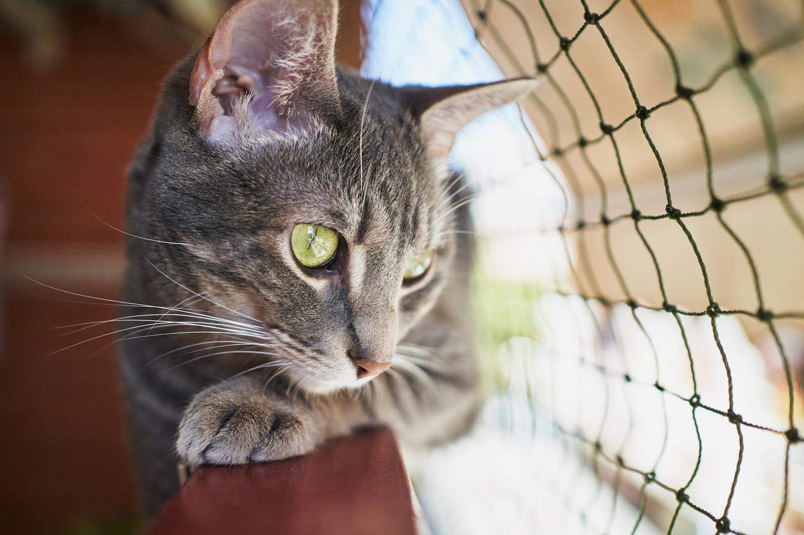 Come togliere le pulci al gatto