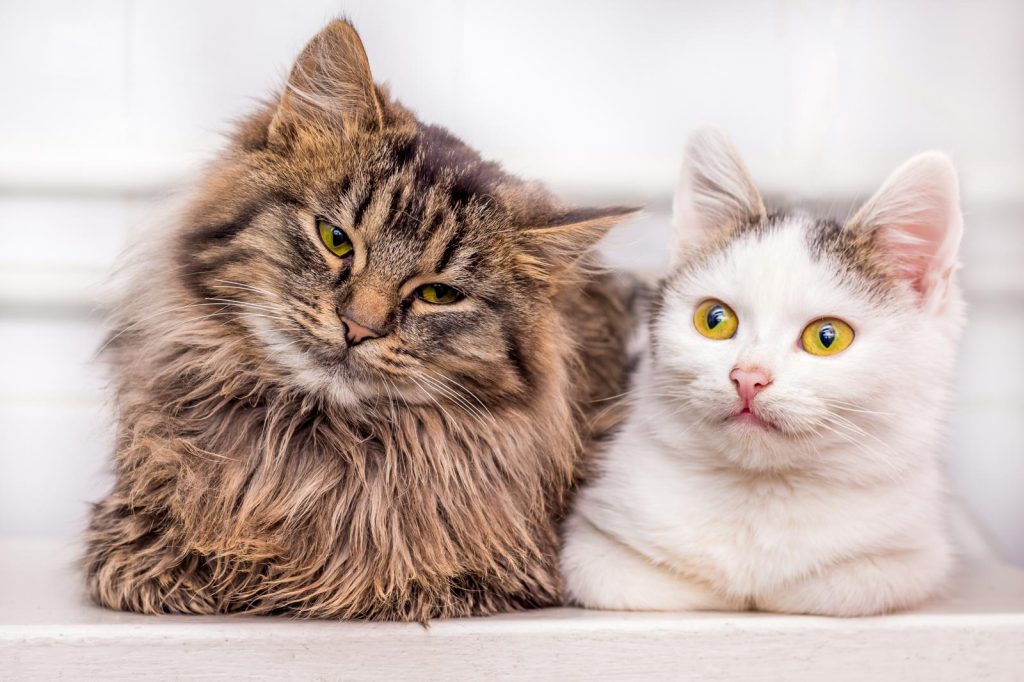 Come togliere le zecche al gatto