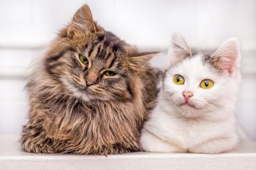 Come togliere le zecche al gatto