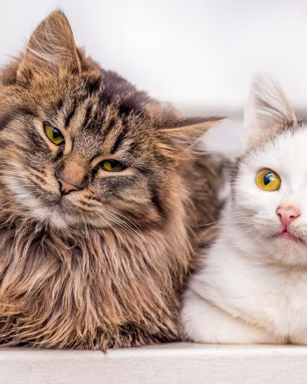 Come togliere le zecche al gatto
